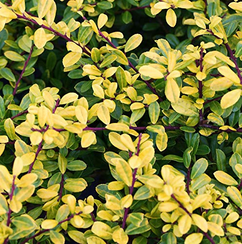 Kugelschnitt Gelber Bergilex Stechpalme 40-45cm - ilex crenata