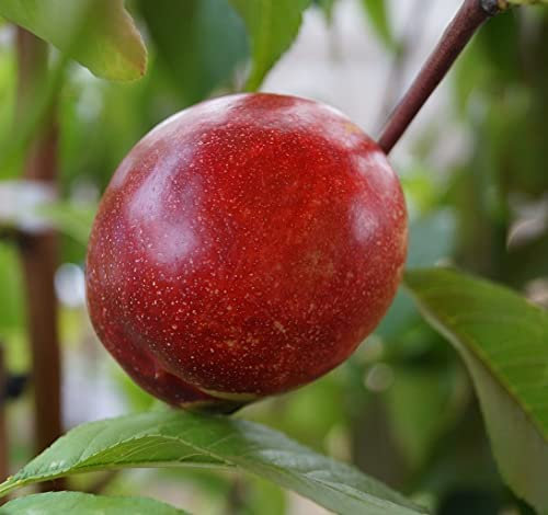 Nektarine `Flavortop´, Prunus nucipersica, Buschbaum, 120-140cm im Topf