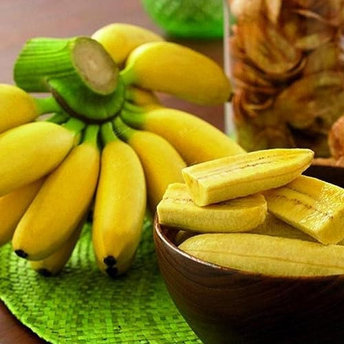 PERZOE 200 Stück Zwergbananenbaumsamen, Mini-Bonsai-Frucht, Hausgarten, Büro, Pflanzendekoration Bananensamen