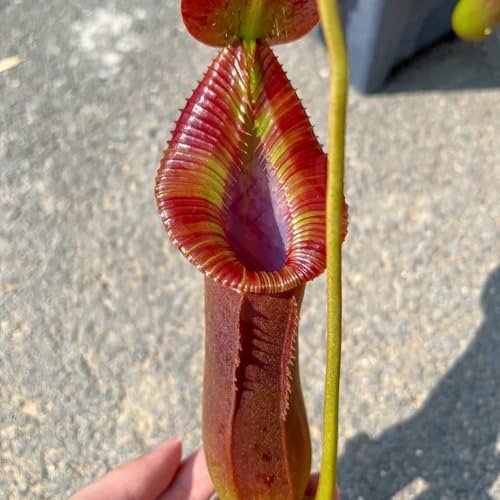 nepenthes - carnivora da giardino resistente Carnivoro tappezzante perenne e resistente resistenti per giardini rocciosi verdi, da appartamento 500semi