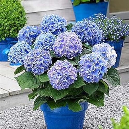 Bulbi di Hydrangea bulbi,piante erbacee perenni,bulbi di fiori giganti belli e resistenti,attraenti,bulbi Di Ortensia Blu,Hydrangea bulbs(senza semi,non artificiali e resistenti)-1bulbi-C