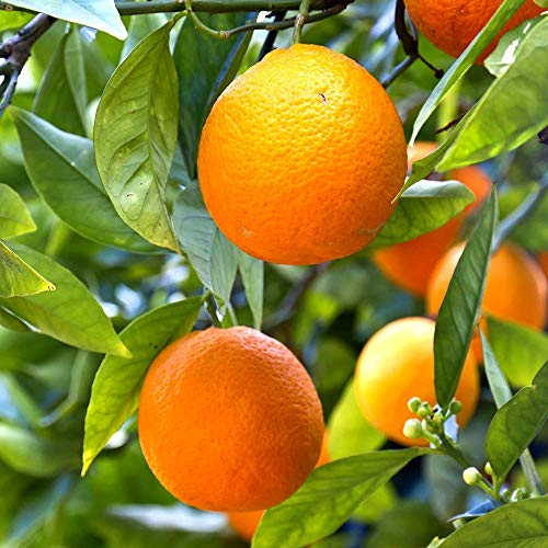 YouGarden Citrus Mandarin Fruit Tree in 4 Litre Pot, Supplied 80cm Tall, Exotic Orange Tree for UK Gardens, Perfect for Pots, Patios and Garden, Grow Your Own Fruit