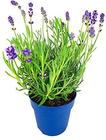 Lavender Hidcote in a 13cm Pot Ready to Plant - Summer Colour Plant for Scented Gardens