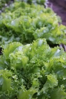 Graines d'endive verte écrasée (endive à salade/endive mousseuse/scarole) Chichorium Endiva: PAQUET DE 100 GRAINES