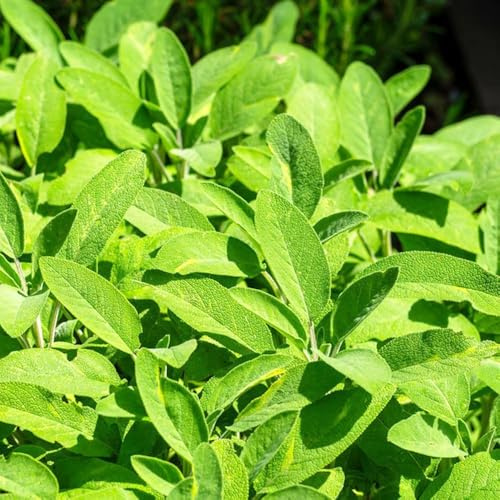100 piezas semillas salvia semillas de como para invitados jardín de interior jardín, decoracion