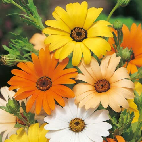 Dwarf African Daisy Mix 500 seeds + Freebie + Plant tag Dimorphotheca Sinuata