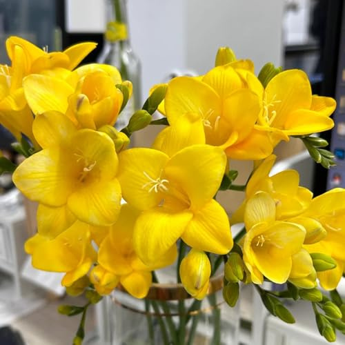 15 piezas bulbo de fresia flores decorativas, plantas en macetas reales Tubérculos de fresia planta de interior bulbos de flores floración temprana flores frescas, adornos de jardín