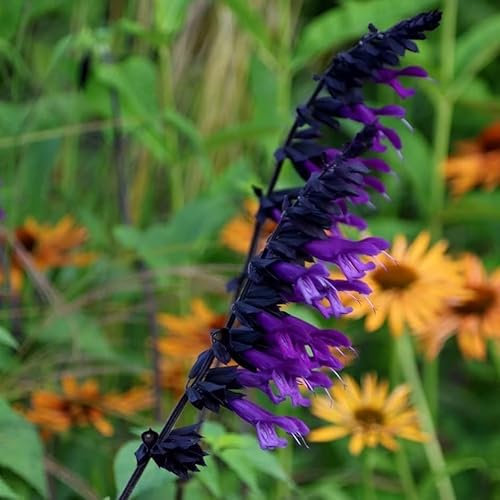 Plant Theory Amistad Salvia Sage Perennials Flowering Plants Salvia 2L Pot