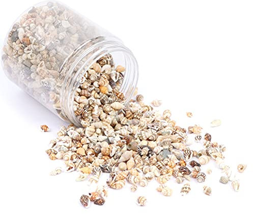 DIY Non-Porous Shell Small Conch Lemon Yellow 1500Pcs, Tiny Sea Shells Mixed Ocean Beach Spiral Seashells Craft Charms for Home Decorations, Candle Making, DIY Crafts, Fish Tank and Vase Filler