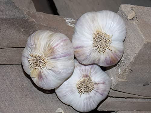 Russian Giant 12 Garlic Seeds Clove, Wight Garlic Cloves/from 2 Bulbs/Planting Now …