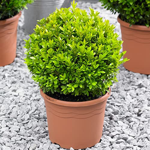 Buxus Ball - Boxwood | 20cm Diameter | Evergreen Real Topiary Plant | Globe Shaped Garden Shrub