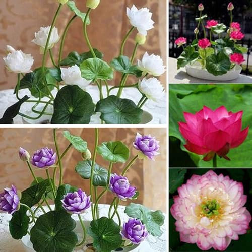 25Pcs Graines de Lotus Bol, Non-OGM, Faciles à Cultiver, Haute Germination, Fleurs Vivaces Colorées pour Jardin, Étang, Balcon, Cadeau Jardinier (Mixer les couleurs)