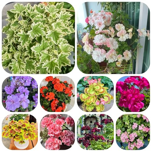 Semillas de geranio resistentes - pelargonio - primavera, silvestres de perennes resistentes al aire libre 500pcs