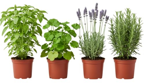 Pack Balcón Antimosquitos de 4 Plantas Vivas DECOALIVE | Geranio Citronela, Albahaca Estrecha, Romero y Lavanda