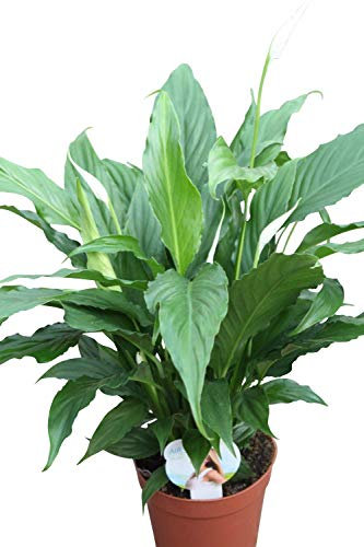 Planta de interior - para la casa o la oficina Planta -Spathyphyllum - Plantas grandes y tupidas de aproximadamente 40cm de altura - Lirio de paz