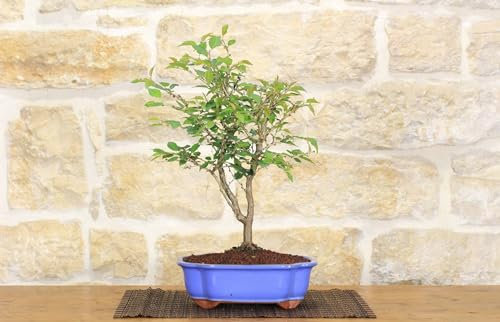 Bonsai di Ciliegio Giapponese Kojo-no-mai