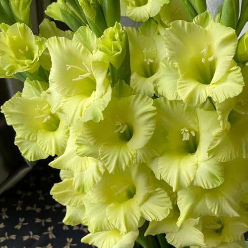bulbi gladioli riverdimento tetti balcone serra interni gladioli bonsai decorazione interni giardino giardino balcone 8pcs