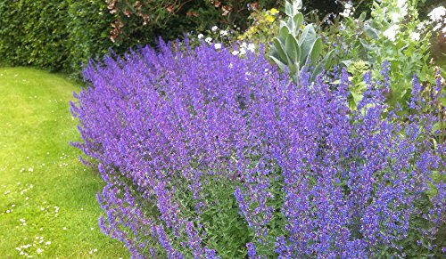 Park Farm Plants Mint: Cat Mint Purrsian Blue (Napeta faassenii) 9cm Potted Plant