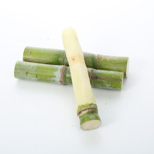 semi di canna da zucchero - piante resistenti per il giardino giardino prodotti sostenibili per giardinieri spalliera di frutta piante da semi canna zucchero frutti esotici - 100pcs