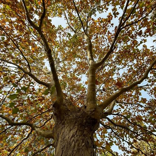 semillas de plátano, de jardín Platanus acerifolia, un semillas jardín exterior variedades antiguas comprar balcón regalos 8pcs