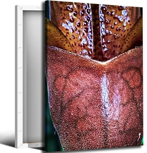 Tropical Pitcher Plant Bathroom Canvas Wall Art Decor Framed Photo Prints Picture for Bedroom Living Room Office Kitchen Posters Painting Artwork 16x20