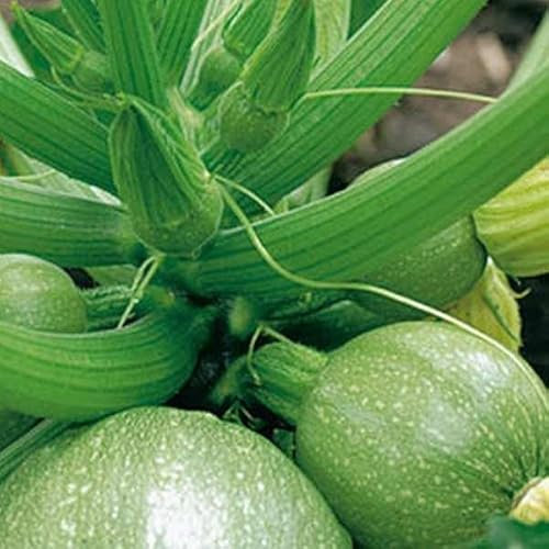 Viridis Hortus - Courgette Tondo di Chiaro di Nizza 12 Vegetable Seeds - Also Known as De Nice