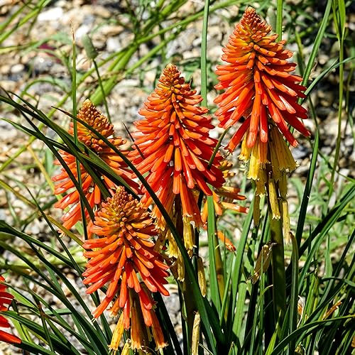 Kniphofia Poco Orange | Red Hot Poker Plant | Plants Outdoor Garden Ready | Perennial Outdoor Garden Plant (3 Litre Pot, 20-30cm)