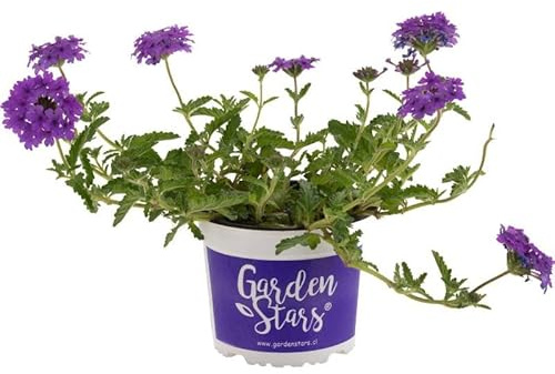 Verbena Rastrera Planta Tapizante de Exterior con Flores