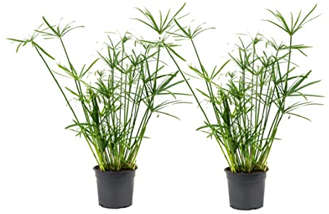 Plant in a Box - Cyperus alternifolius - Set de 2 - Plantes d'ombrelle - Espèces de graminées - Pot 14cm - Hauteur 40-50cm - Plantes d'intérieur