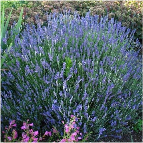 Pacchetto di 500 semi, Semillas de lavanda Hidcote (Lavandula angustifolia)