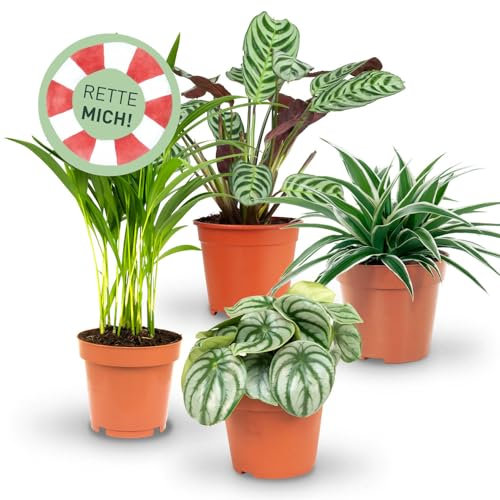Rette mich: Zimmerpflanzen 4er Set, Retten statt wegwerfen, Überraschungs-Set mit 4 Pflanzen, ø 10-12 cm Topf