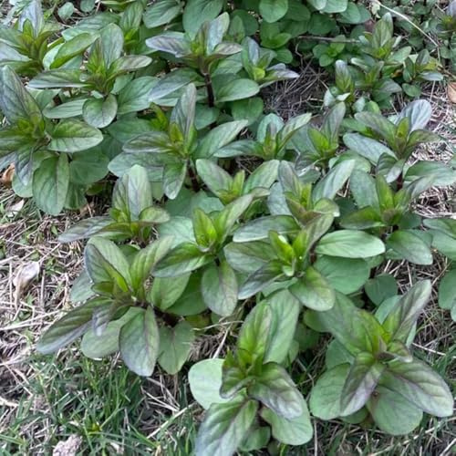 semillas de menta, perennes orgánicas, resistentes. interior orgánicas balcón, raras jardín, 800pcs