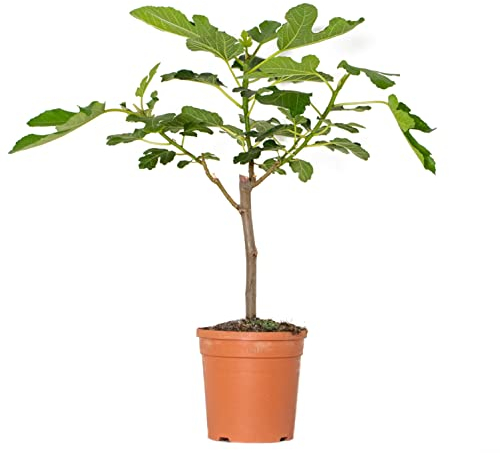 Bloomique - Ficus Carica Brown Turkey - Feigenbaum - Obstbäume - Gartenpflanzen - Winterhart - 60-80 cm Hoch - Topf 17 cm
