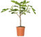 Bloomique - Ficus Carica Brown Turkey - Feigenbaum - Obstbäume - Gartenpflanzen - Winterhart - 60-80 cm Hoch - Topf 17 cm