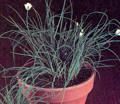 Chives Fine Leaf Allium schoenoprasum 1,000 Seeds