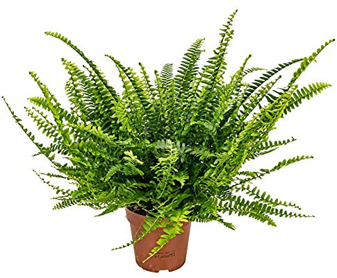 DECOALIVE Helecho Espada Planta Natural Nephrolepis Exaltata Helecho de Boston, 8436601570079
