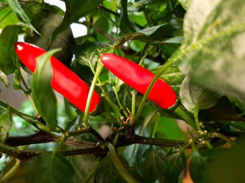 Indian Chilli Bullet 5 Chilli Seeds by CHILLIESontheWEB - Pick and Mix - Buy 4 for 3