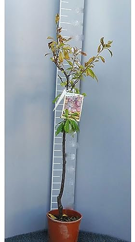 SAVINI VIVAI Ciruelo Sangre de Dragón Plantas Frutales Árbol en Maceta 22-24 cm 2-3 años Altura 130-150 cm