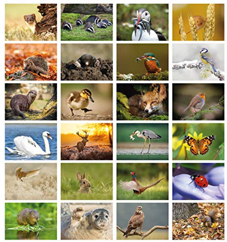 Pack of 24 British Wildlife Greeting Cards. Blank Cards and Envelopes. Eco-friendly Cards, Envelopes and Box. Blank Inside.