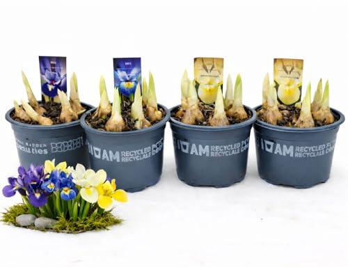 POWERS TO FLOWERS - IRIS NANO COLORI MIX VASO 9 CM, 4 PIANTE, piante vere