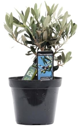 Olivier Olea mit Flasche Olivenöl 25 cm Ø13 Obststrauch Outdoor
