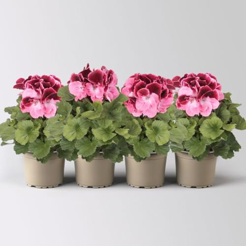 Edelgeranie Bella Donna® 'Don Camaro®' dunkelrot-pink, Topf-Ø 12 cm, 4 Pflanzen