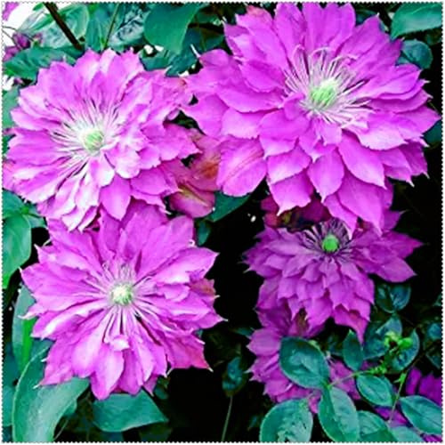 Decorativo/tubérculos de dalia perennes,excelente adorno,Gracia/comprar tubérculos de dalia/Resistentes,Regalo Sorpresa.-10unidad-I