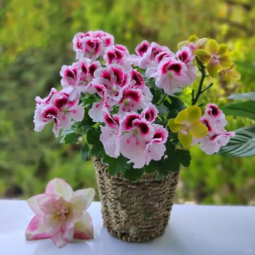 semillas de geranio pelargonium Decoración orgánica balcones geranios silvestres, macizo de exóticas jardín semillas pradera pradera decorativas 250semillas