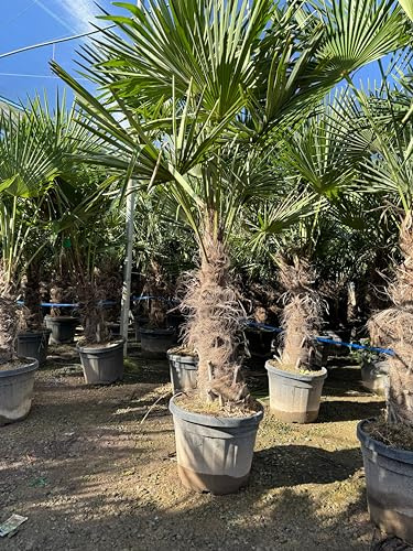 Sunny Tree - Palma - Trachycarpus Fortunei - Palma a ventaglio cinese - Palma da canapa - 200 cm Pentola inclusa - Altezza tronco 60-80 cm - Rustico fino a -18