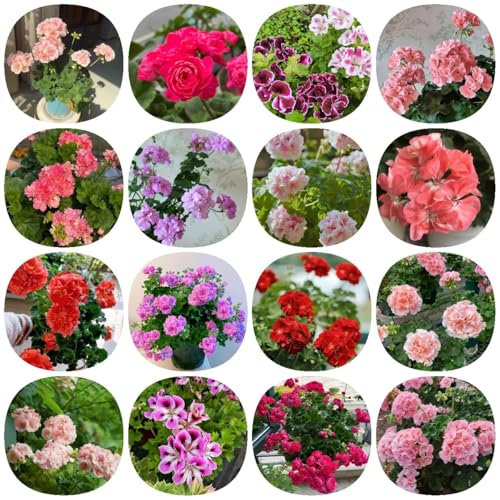 geranie samen kübelpflanzen bienenfreundliche, kräutergarten balkonblumen mehrjährig geschenke wildblumen gartenpflanzen blumenwiese für balkonkästen, geranie geschenk, 650pcs