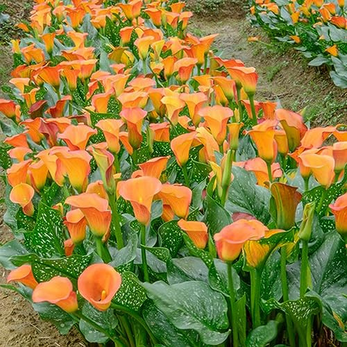 Bulbos de lirio de cala - Zantedeschia aethiopica - jardín rocas resistentes balcón perennes interior exóticas 2pcs