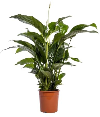 Einblatt – Spathiphyllum Bellini – Zimmerpflanze – Ø24 cm – 100 cm – Friedenslilie – Luftreinigend – Halbschatten – Pflegeleicht