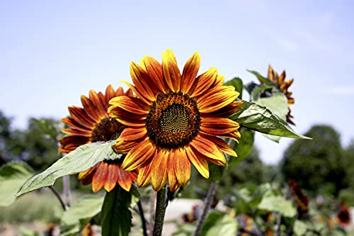 Suttons Sunflower Seeds Medium Red Flower, Organic Sun Flower Seeds, Helianthus, Ideal for Beds and Borders, 25 Seeds per Pack