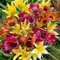 Bolly Bulbs® - Mixed Species Tulips (25 Bulbs)
